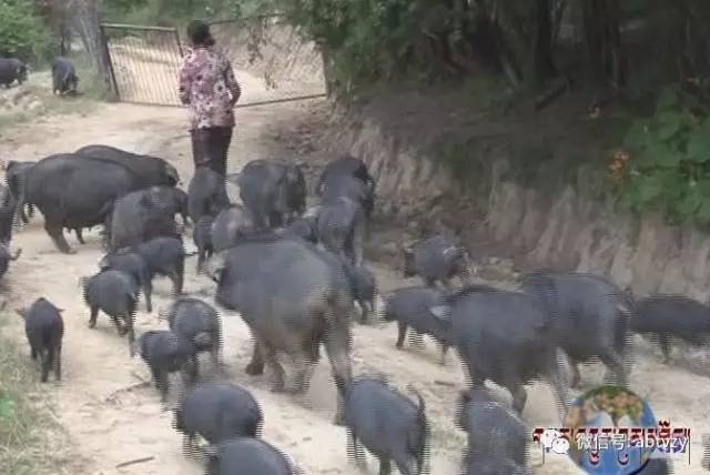 རྡོ་རྗེ་ཐར་བཟའ་ཟླ་གཉིས་ཀྱི་དབུལ་བྲལ་ཕུགས་འདུན། 