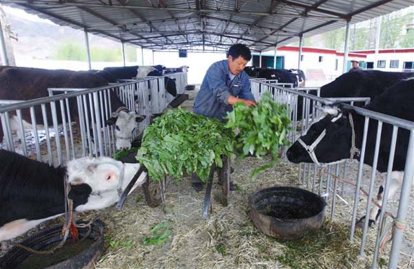 བཞོན་མ་གསོ་ཚགས་བྱས་ནས་ཕྱུག་འགྱུར་ལམ་དུ་བསྐྱོད་པ།