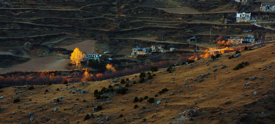 བཙན་ལྷ་རྫོང་དུ་ཤ་མོའི་ཐོན་ཚད་ཏུན་200ཡན་ལ་སླེབས་པ། 