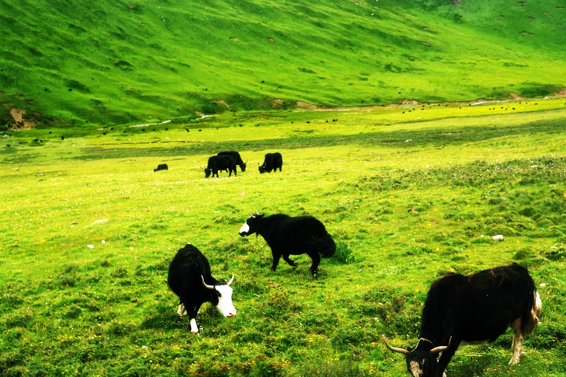 དཔལ་ཡུལ་རྫོང་གིས་མུ་མཐུད་ནས་ཁོར་ཡུག་གཙང་སྦྲའི་ལས་ཀར་ནུས་ཤུགས་འདོན་གང་ཐུབ་བྱས།
