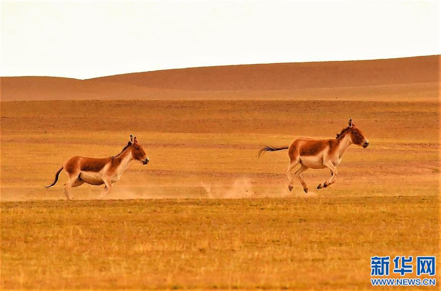 བོད་ལྗོངས་བྱང་ཐང་། རི་སྐྱེས་སྲོག་ཆགས་ཀྱི་དགའ་ཚལ།