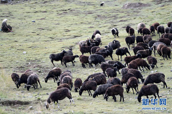 མཚོ་སྔོན་ཞིང་ཆེན་དུ&quot;མཐོ་སྒང་གི་མུ་ཏིག་ནག་པོ&quot;ཞེས་པ་ཡིས་ཞིང་འབྲོག་མང་ཚོགས་ལ་ཡོང་འབབ་འཕར་རོགས་བྱས་པ། 