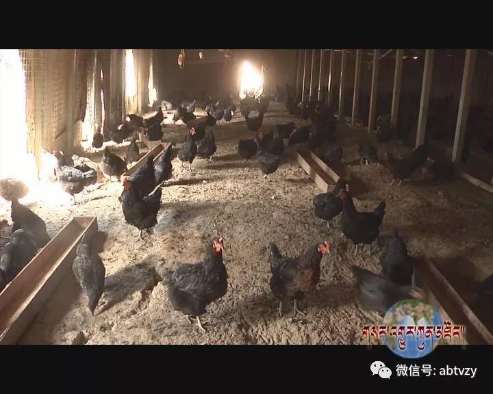 མའོ་རྫོང་ཕན་ཁྲོན་གྱི་ཞིང་བ་རྣམས་ལ་དཔལ་འབྱོར་གྱི་ཕན་འབྲས་བཟང་པོ་ཐོབ་པ།