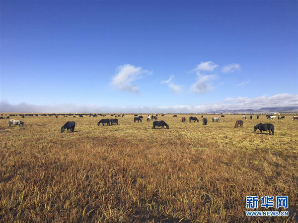 མཛོད་དགེའི་སྟོན་དུས།
