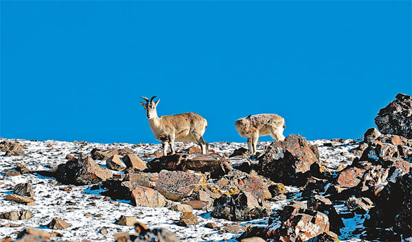 གངས་རིའི་ལྗོངས་ཀྱི་སྐྱེ་ཁམས་བཟང་། དགུན་སྟོད་གཉན་ཡང་ཤ་ཤེད་རྒྱས། 
