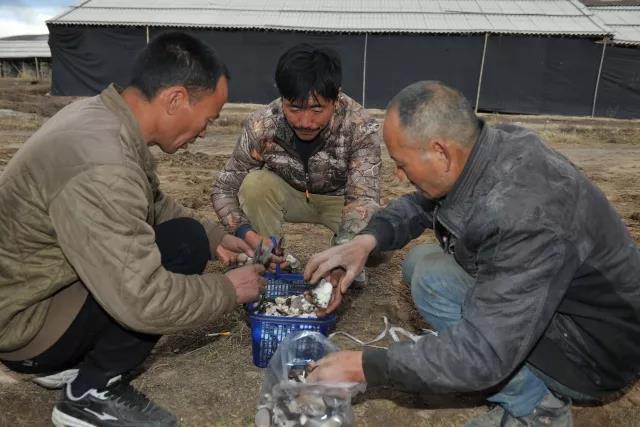 ཡེ་ཤེས་ཀུན་བཟང་གི་ཕྱུར་འགྱུར་ལམ་བུ།