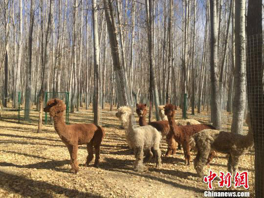 ཚ་ཁུལ་གྱི་སྲོག་ཆགས་བོད་ལྗོངས་སུ་གཞིས་ཆགས། 
