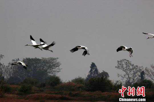 ཀྲུང་གོའི་ཚྭ་མེད་མཚེའུ་ཆེ་ཤོས་ཕོའོ་དབྱང་མཚེའུ་རུ་དུས་བྱ་གནས་སྤོས་བྱས་པ།