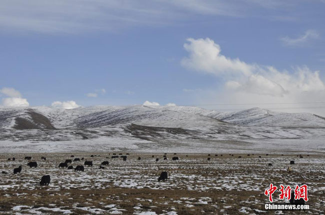 དགུན་དུས་འབྲོག་ཁུལ་གྱི་མཛེས་ལྗོངས། 