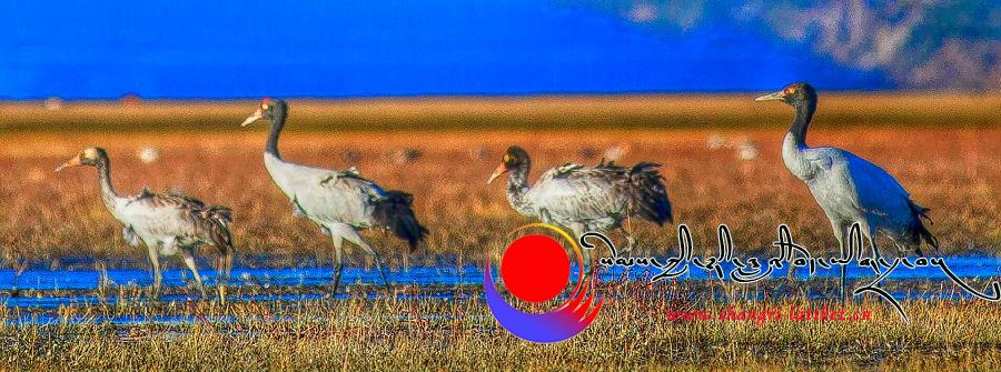 སྐབས་གཉིས་པའི་སེམས་ཀྱི་ཉི་ཟླའི་དགུན་དུས་རྒྱལ་སྤྱིའི་བྱ་གཟིགས་དུས་ཆེན་འཚོགས་ལ་ཉེ་བ།