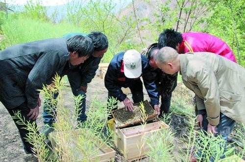 འབུ་སྦྲང་ཐོན་ལས་སྤེལ་ནས་བདེ་སྐྱིད་འཚོ་བ་བསྐྲུན།　