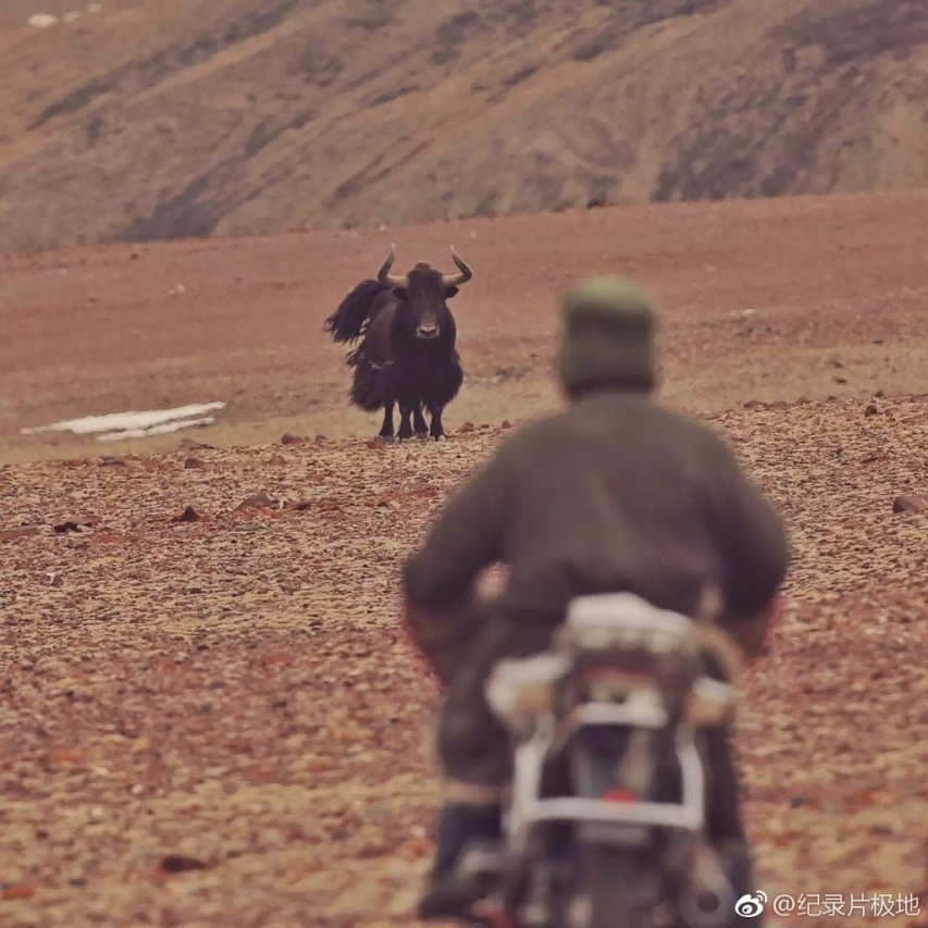 དངོས་མཚོན་གློག་བརྙན་འཛམ་གླིང་ཡང་རྩེ་ཞེས་པ་སྟོན་འགོ་ཚུགས་པ། 