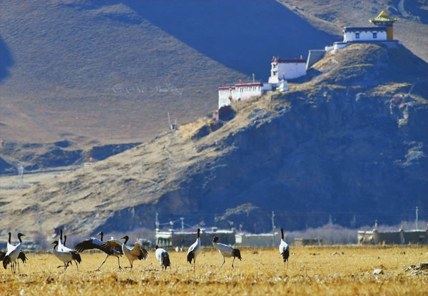 བོད་ལྗོངས་ལྷུན་གྲུབ་རྫོང་དུ་ལོ་གསར་པར་ཁྲུང་ཁྲུང་སྐེ་ནག་མང་པོ་འཕུར་ཡོང་བ།
