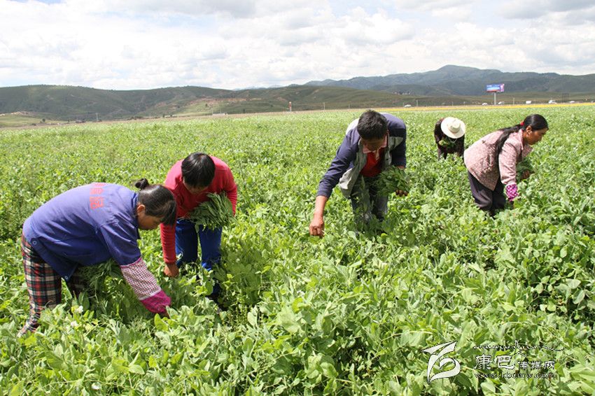 མཉམ་སྡེབ་དཔལ་འབྱོར་འཕེལ་རྒྱས་ལ་བརྟེན་ནས་ཕྱུག་འགྱུར་གྱི་ལམ་དུ་བསྐྱོད་པ། 