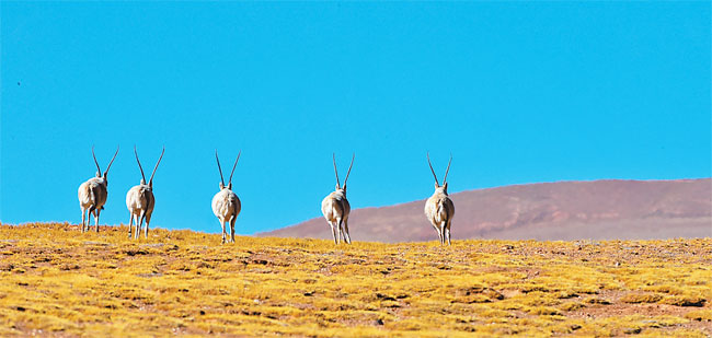 བོད་བྱང་ཐང་དུ།
