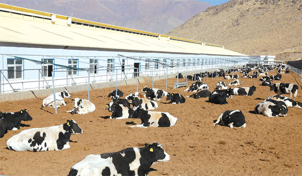 ས་མཐོའི་འོ་མའི་ལྟེ་གནས་འཛུགས་སྐྲུན་བྱས་པ།