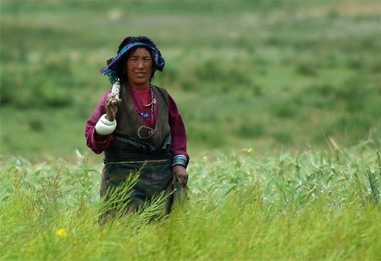 ཞིང་ལས་པུས་ཞིང་སྨན་དང་ཕྱུགས་སྨན་ལྷག་འཕྲོའི་རྒྱལ་ཁབ་ཀྱི་ཚད་གཞི་ཁག་1653གསར་བཟོ་བྱས་པ། 