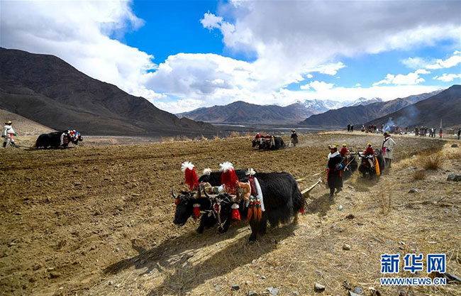 བོད་ལྗོངས་སུ་དཔྱིད་རྨོད་ཀྱི་འགོ་ཚུགས་པ།