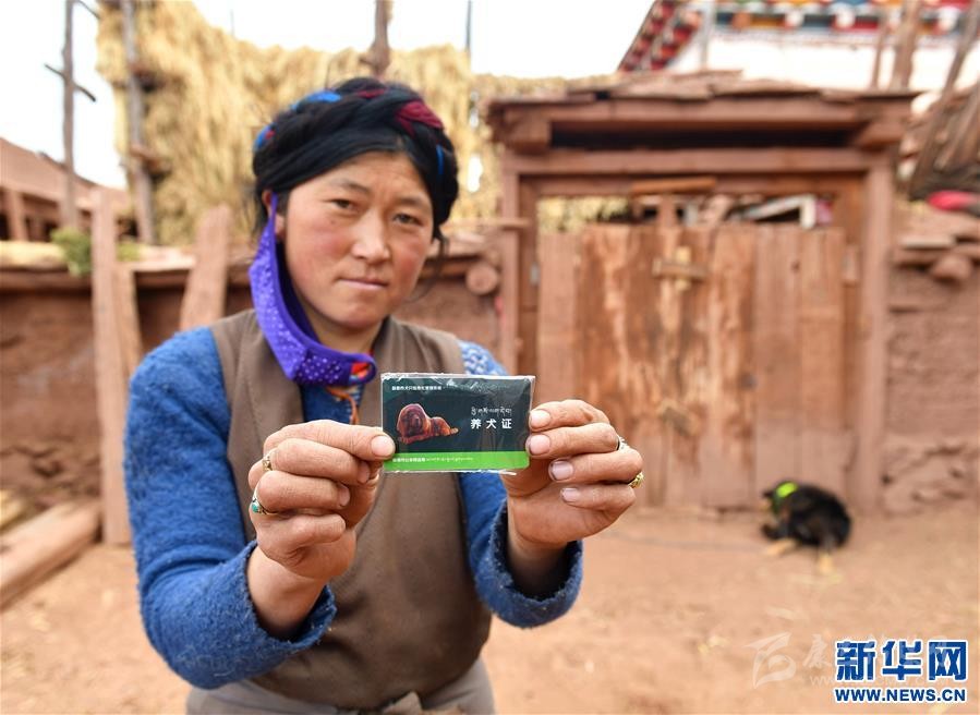 བོད་ལྗོངས་ཆབ་མདོ་གྲོང་ཁྱེར་གྱིས་ཐུམ་འབུའི་ནད་འགོག་བཅོས་བྱེད་ཆེད་སྒོ་ཁྱི་ལ་རིན་པ་མི་དགོས་པར&quot;ཐོབ་ཐང་ལག་ཁྱེར&quot;སྤྲད་པ།