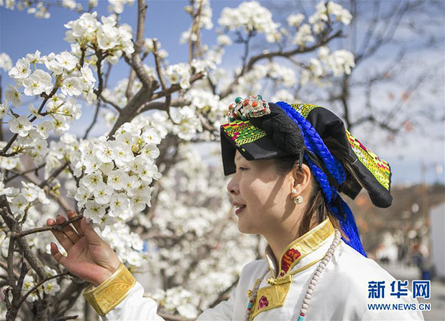 སི་ཁྲོན་ཆུ་ཆེན་རྫོང་དུ་སིལ་ཏོག་ལི་སྡོང་གི་མེ་ཏོག་རྣམ་པར་བཞད་པ་ལས་གྲོང་གསེབ་དར་སྤེལ་གྱི་ལམ་བུ་བསྐྲུན་པ།