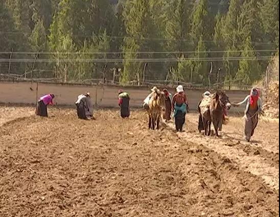 མཛོད་དགེ་རྫོང་གདོང་སྣེ་ཡུལ་ཚོ་དཔྱིད་རྨོའི་ལས་ལ་བྲེལ་བ།