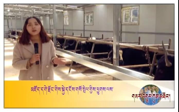 མཛོད་དགེ་རྫོང་གིས་ཕྱུགས་ལས་འཕེལ་རྒྱས་ལ་ཐབས་ལམ་གསར་པ་བསྐྲུན།