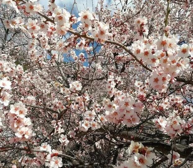 རྒྱལ་ཐང་ཉི་ཤར་ཡུལ་ན་དཔྱིད་ཀྱི་མེ་ཏོག་དགོད།