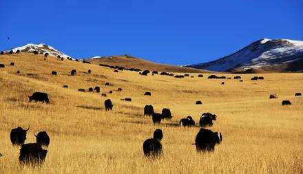 ཐབས་ལ་བརྟེན་ཏེ་ཕྱུག་འགྱུར་ལམ་དུ་བསྐྱོད།