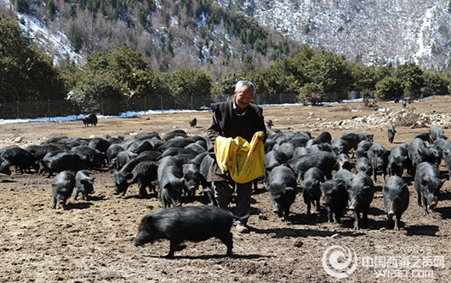ཀོང་པོ་རྒྱ་མདའ་རྫོང་གིས་བོད་ཕག་ཐོན་ལས་ལ་བརྟེན་ནས་ཞིང་འབྲོག་མང་ཚོགས་འབབ་འཕར་ཡོང་རྒྱུར་སྣེ་འཁྲིད་བྱས།