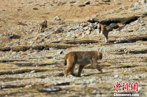 རྫ་ཆུའི་མགོ་ཁུངས་སུ་འཚོ་བའི་སྲོག་ཆགས་དབྱི་ཡི་པར་རིས།