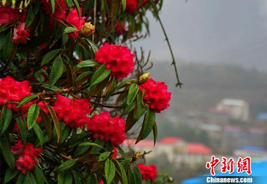 ཚངས་དབྱངས་རྒྱ་མཚོའི་ཕ་ཡུལ་དུ་སྟག་མ་མེ་ཏོག་རབ་ཏུ་བཞད་པ།