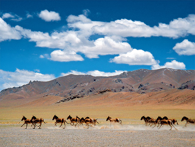 མཛེས་སྡུག་ལྡན་པའི་སྐྱེ་ཁམས།