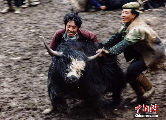 སི་ཁྲོན་ཞིང་ཆེན་བོད་ཁུལ་གྱི་འབྲི་གཡག་གི་རྩིད་པ་འབྲེག་ཐབས།