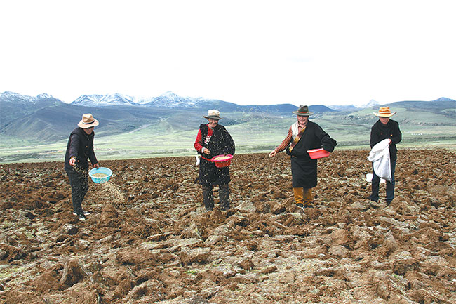 ལི་ཐང་གི་འབྲོག་པས་རྩྭ་སོན་གཏོར་འདེབས་བྱས་ནས་སྐྱེ་ཁམས་ལེགས་བཅོས་བྱས་པ།