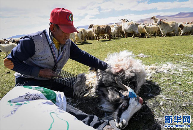 བོད་ལྗོངས་གཞིས་ཀ་རྩེ་གྲོང་ཁྱེར་གྱི་འབྲོག་པས་བལ་འབྲེག་པ།