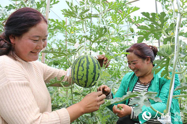 བོད་ལྗོངས་ཉིང་ཁྲི་འདོང་རོ་གྲོང་ཚོས་སྣོད་བཅུད་གླིང་ལ་བརྟེན་ནས་ཕྱུག་འགྱུར་ལམ་དུ་སྐྱོད།