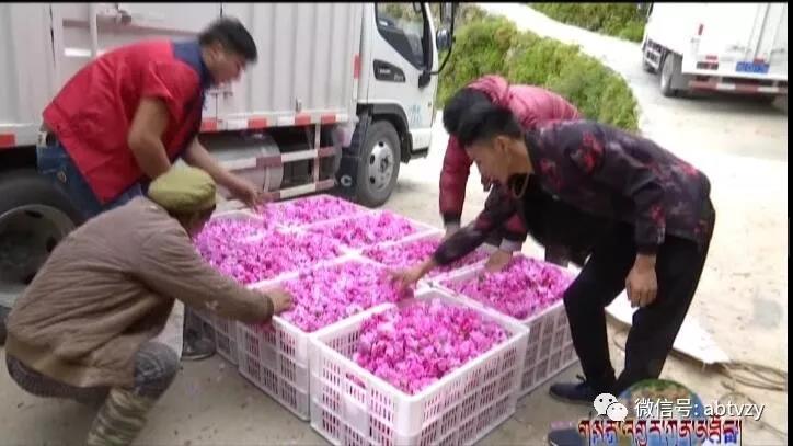 དབུལ་ཕོངས་དུད་ཁྱིམ་དབུལ་ཐར་ཕྱུག་འགྱུར་བྱུང་བའི་རྣམ་པ་གསར་པ།