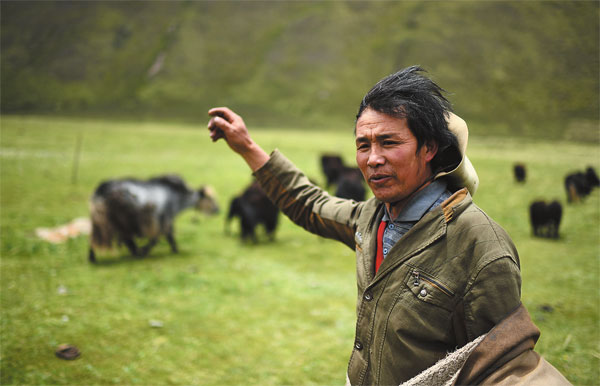 རྩྭ་ཕྱུགས་དོ་སྙོམས།