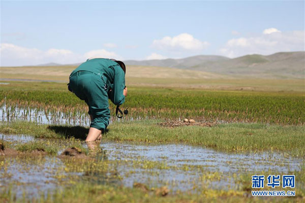 ཨ་ཆེན་གངས་རྒྱབ་ཀྱི་དབྱར་ཁ།
