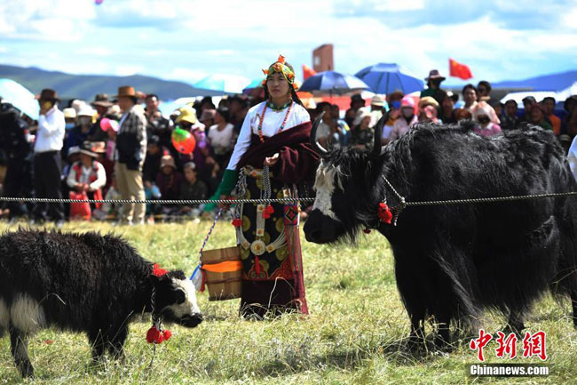 ཁྱུང་མཆུ་རྩྭ་ཐང་དུ་ནོར་གནག་ཡག་འདེམས་འགྲན་བསྡུར་སྤེལ་བ།