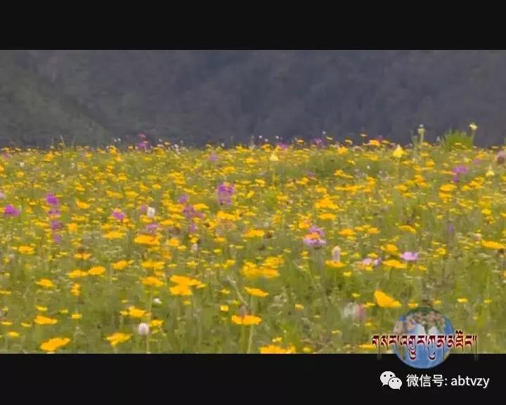 མེ་ཏོག་རྣམ་པར་བཞད་པའི་བཙན་ལྷ་རྫོང་དུ་ཡུལ་སྐོར་བ་ཇེ་མང་དུ་གྱུར།