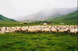 རྔ་བ་ཁུལ་གྱི་སྐྱེ་ཁམས་ཞིང་ཕྱུགས་ལས་འཕེལ་རྒྱས་ཀྱི་གནས་ཚུལ།