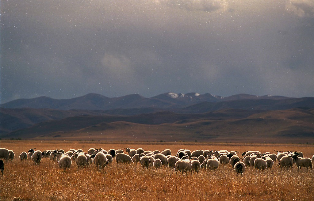  ཧུང་ཡོན་རྫོང་གི་འབྲོག་པའི་འཚོ་བ་ཕུན་སུམ་ཚོགས། 