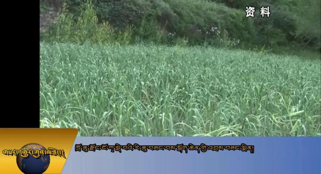ཁྲོ་ཆུ་རྫོང་ངོ་བཀའ་སྡེ་བའི་སྒོག་པ་ལ་འབྲས་བཟང་སྨིན།