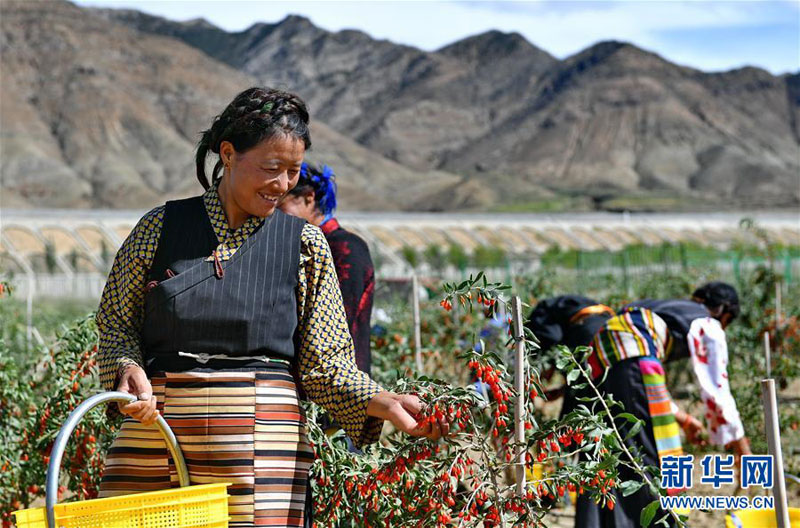 བོད་ལྗོངས་པ་སྣམ་རྫོང་གི་འདྲེ་ཚེར་མ་སྨིན་པ།