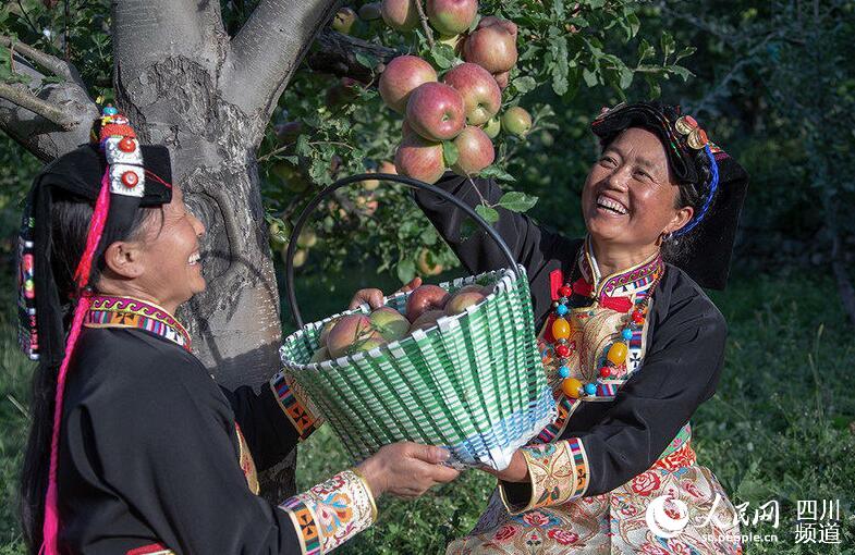 རྔ་བ་ཁུལ་གྱི་ཞིང་པས་དགའ་སྤྲོའི་ངང་སྟོན་བསྡུ་བཞིན་པ།  