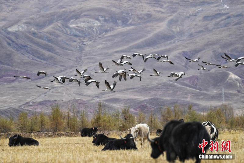 ཁྲུང་ཁྲུང་སྐེ་ནག་ལྷ་སའི་ལུང་གཞུང་དུ་དགུན་སྐྱེལ་བྱེད་པར་སླེབས་པ།