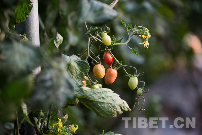 བྲག་འགོ་རྫོང་གི“བྱེས་སའི་”དབུལ་སྐྱོར་བྱེད་ཐབས་ཀྱིས་མི་སེར་དབུལ་སྒྲོལ་བྱས་ནས་འབྱོར་འབྲིང་ཕྱོགས་སུ་བསྐྱོད་པར་སྐུལ་འདེད་ཐོན།