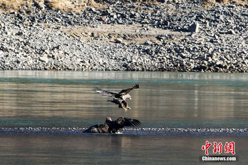 མཚོ་སྔོན་ཁྲི་ཀ་རྫོང་གི་སུམ་པ་འགག་དུ་རྒྱལ་ཁབ་ཀྱི་རིམ་པ་དང་པོའི་སྲུང་སྐྱོབ་སྲོག་ཆགས་མཚོ་གླག་མཐོང་བ།