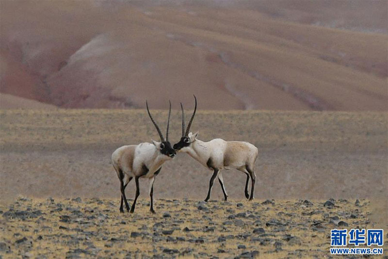 གཙོད་ཀྱི་ཁྱིམ་གཞིས།